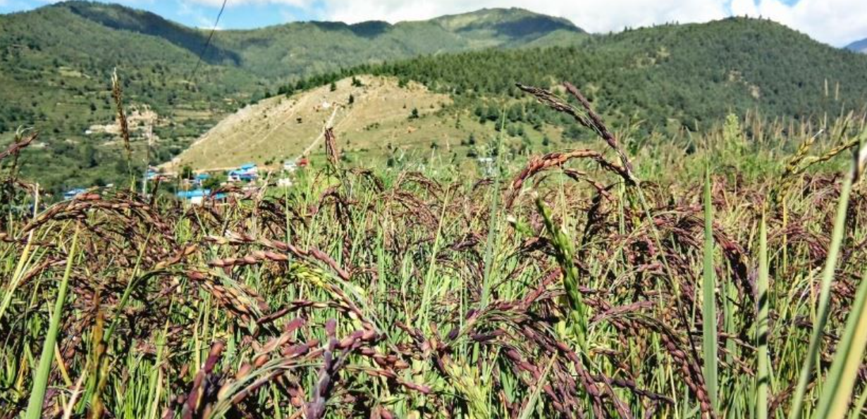 कर्णालीमा रैथाने कृषि बालीको उत्पादन घट्यो